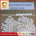Snow White Pumpkin Seeds